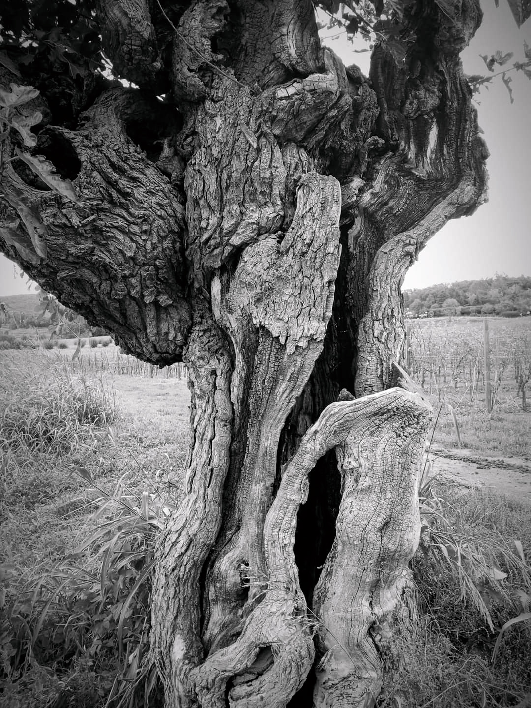 albero-bn https://demo5.demo.servonet.it/wp-content/uploads/2025/09/albero-bn.jpg